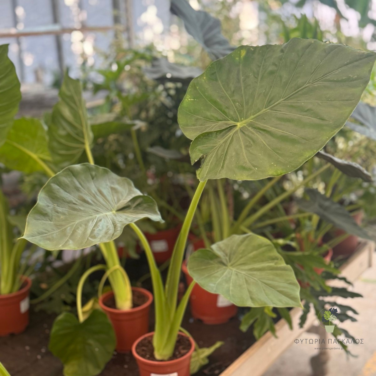 Αλοκάσια (Αυτί του Ελέφαντα) | Alocasia spp. | Εξωτικό Φυτό Εσωτερικού Χώρου - 20 cm